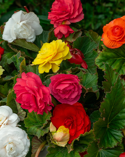 BEGÓNIA GRANDIFLORA MIX 25 ks